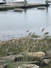 Phragmites australis australis