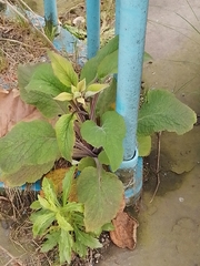 Digitalis purpurea