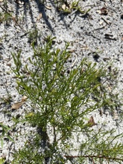 Seymeria pectinata