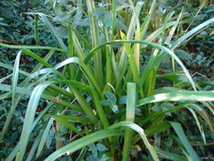 Albuca nelsonii
