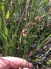 Juncus nevadensis