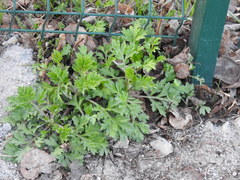 Artemisia vulgaris