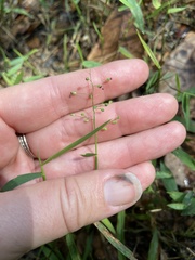 Dichanthelium patulum