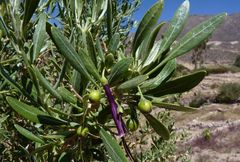 Dunalia spinosa