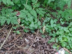Lathraea squamaria