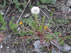 Taraxacum officinale