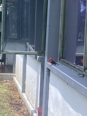 Pyrocephalus rubinus