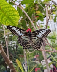 Parthenos sylvia