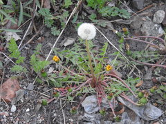 Taraxacum officinale