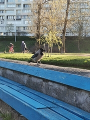 Corvus cornix