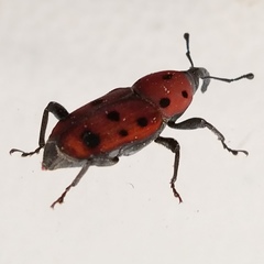 Rhodobaenus tredecimpunctatus