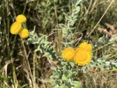 Helichrysum decorum