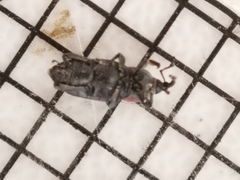 Rhodobaenus tredecimpunctatus