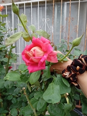 Rosa
