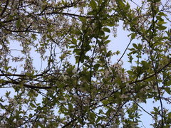 Prunus cerasifera