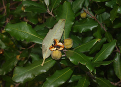 Pittosporum ralphii