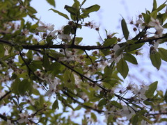 Prunus cerasifera