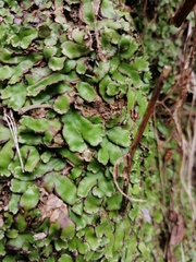 Plagiochasma crenulatum