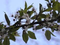 Prunus cerasifera