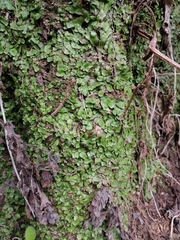 Plagiochasma crenulatum