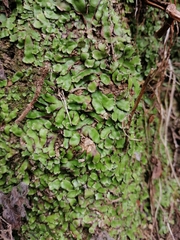 Plagiochasma crenulatum