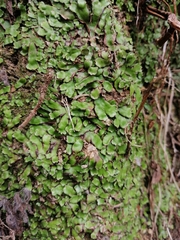 Plagiochasma crenulatum
