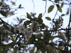 Prunus cerasifera