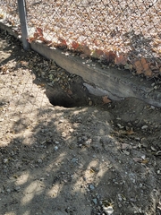 Otospermophilus beecheyi