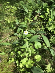 Erigeron pulchellus