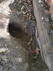 Otospermophilus beecheyi