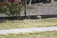 Otospermophilus beecheyi