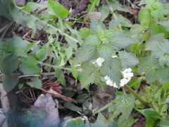 Lamium album