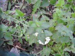Lamium album