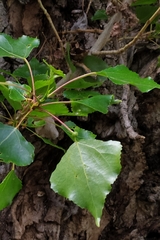 Pemphigus protospirae