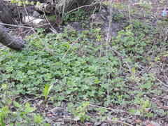 Aegopodium podagraria