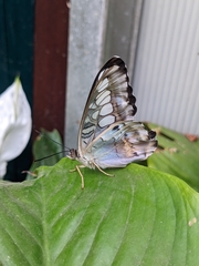 Parthenos sylvia