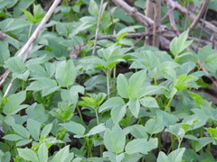 Aegopodium podagraria