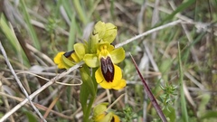 Ophrys lutea