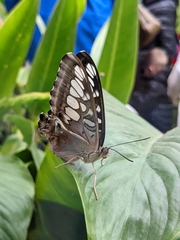 Parthenos sylvia