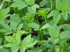 Aegopodium podagraria