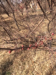 Tracheophyta