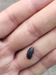 Armadillidium vulgare