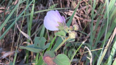 Pavonia grandiflora