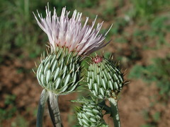 Cirsium tracyi