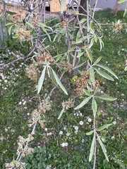 Pyrus salicifolia