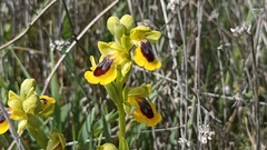 Ophrys lutea