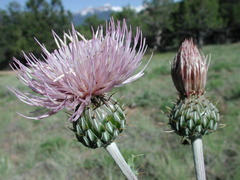 Cirsium tracyi