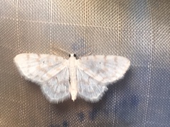 Hydrelia albifera
