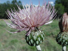 Cirsium tracyi