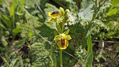Ophrys lutea